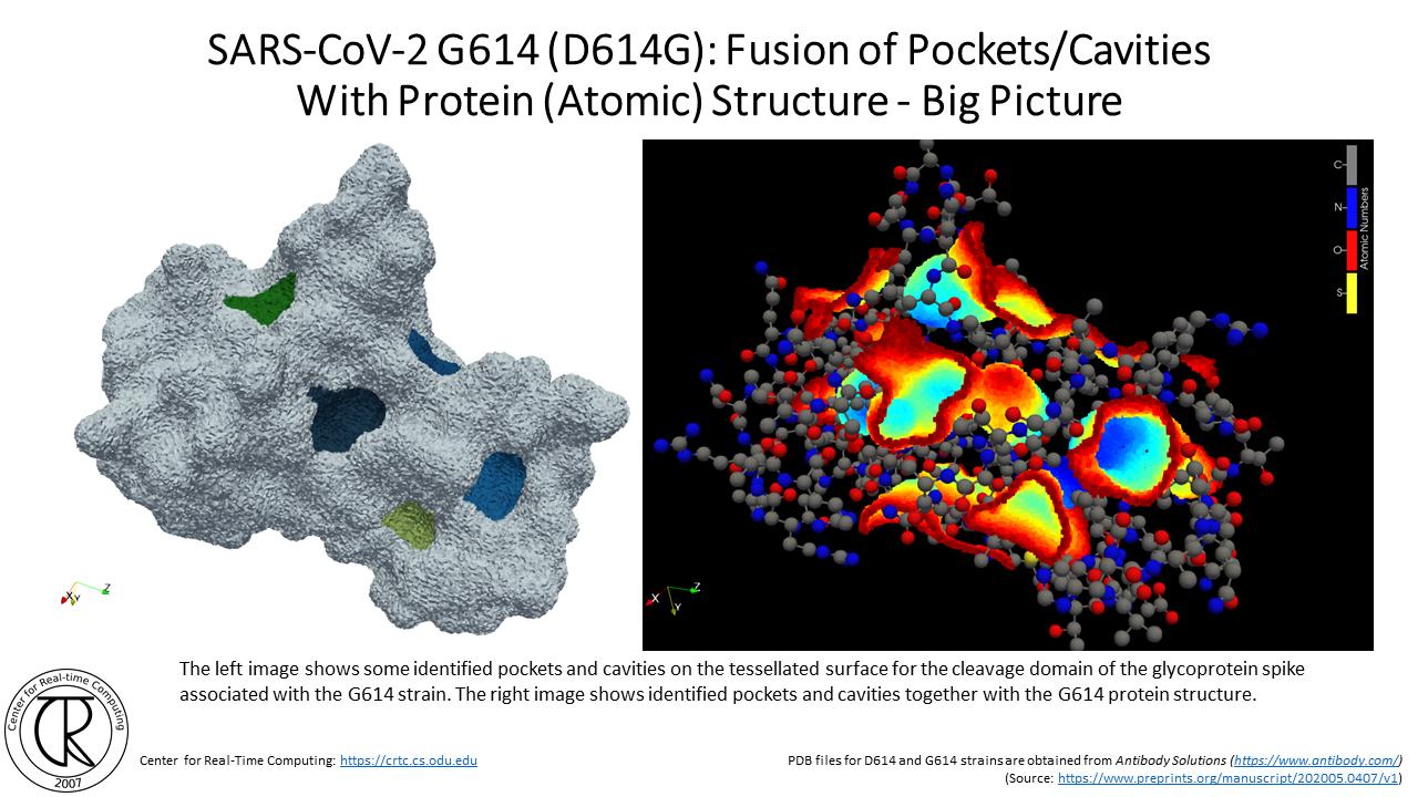 CRTC ProteinCavities D614G 3.png