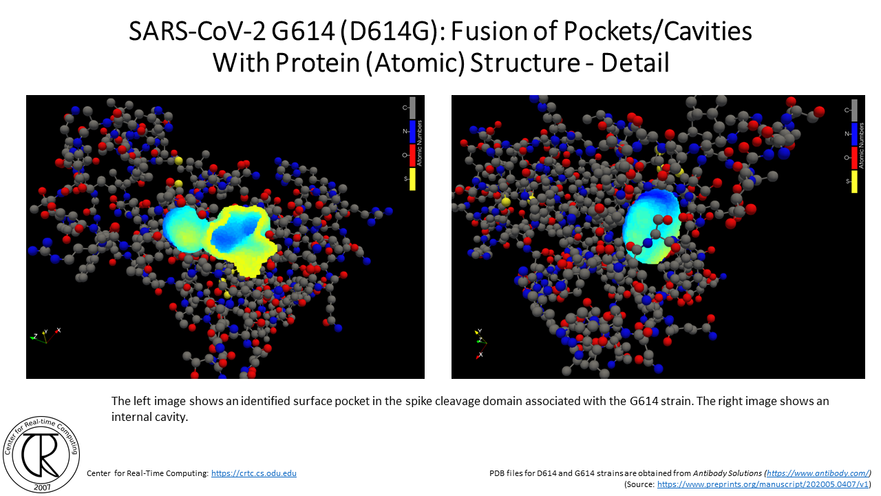 CRTC ProteinCavities D614G 4.png