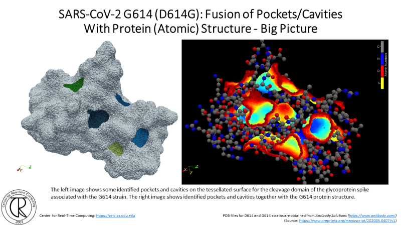 File:CRTC ProteinCavities D614G 3.png