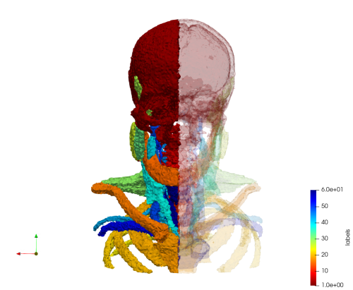 Head-Neck,d=2.png